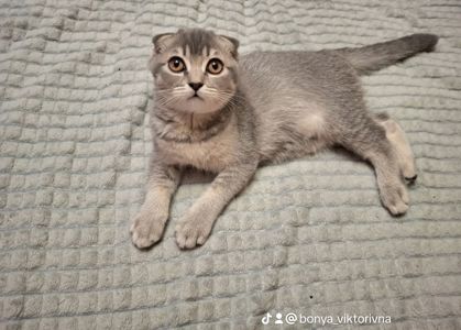 Кошенята фолди
