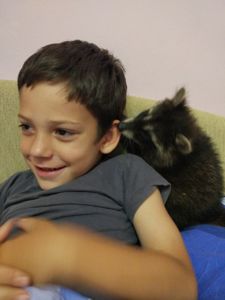Єнот полоскун