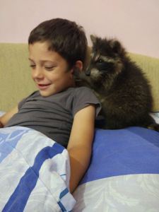 Єнот полоскун
