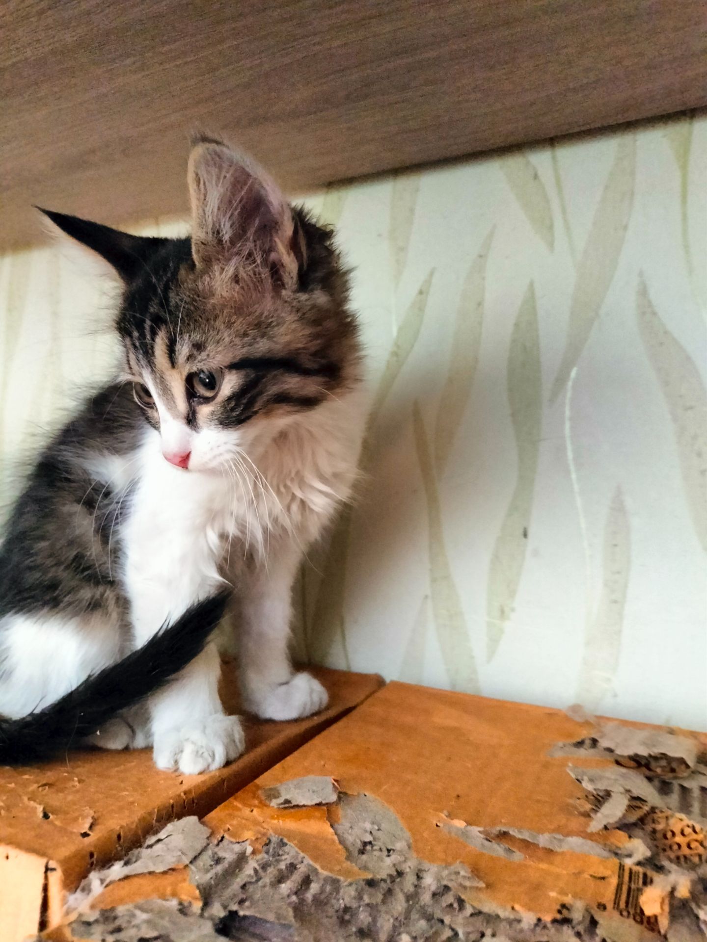 Кошеня