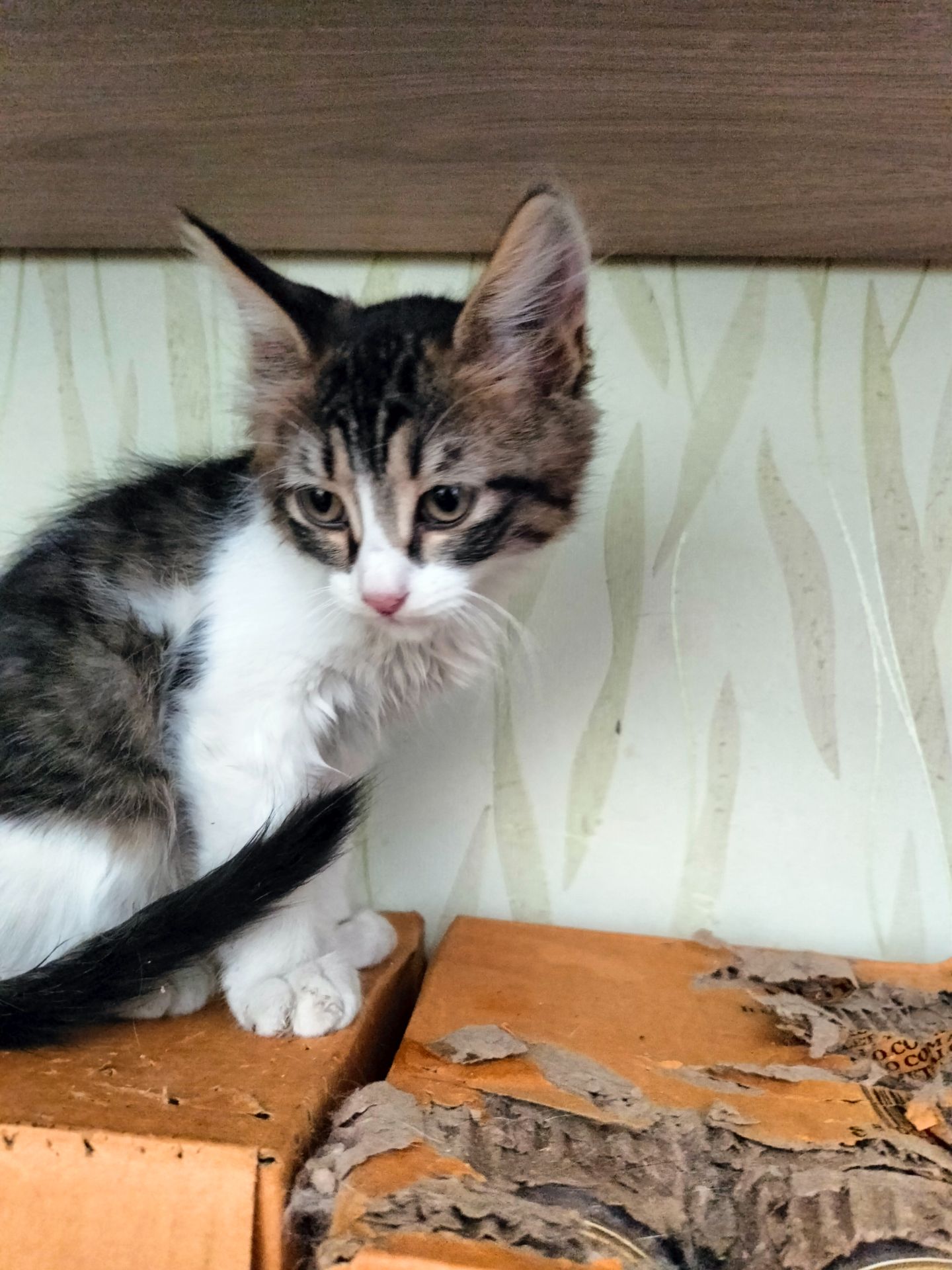 Кошеня