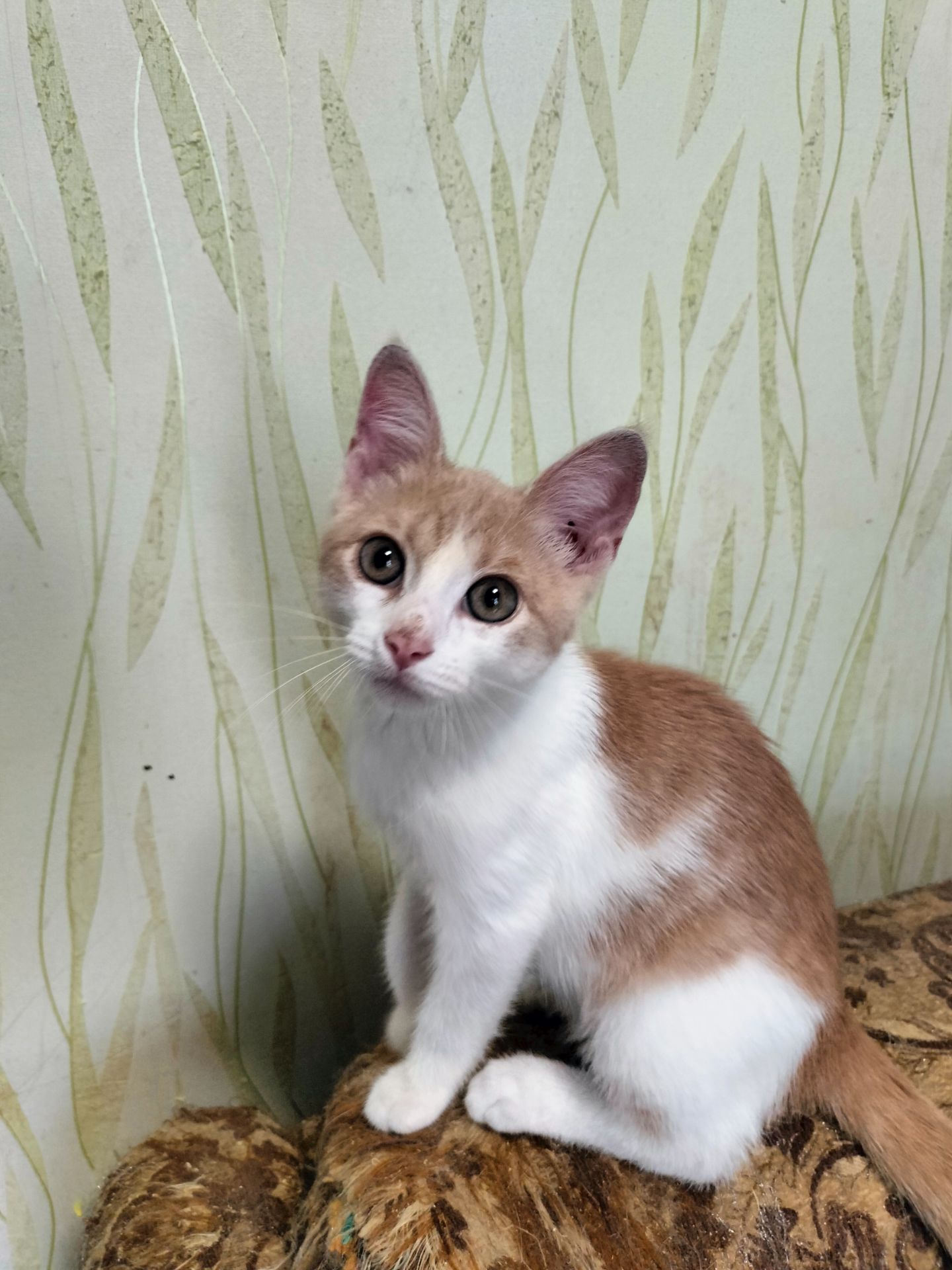 Кошенята