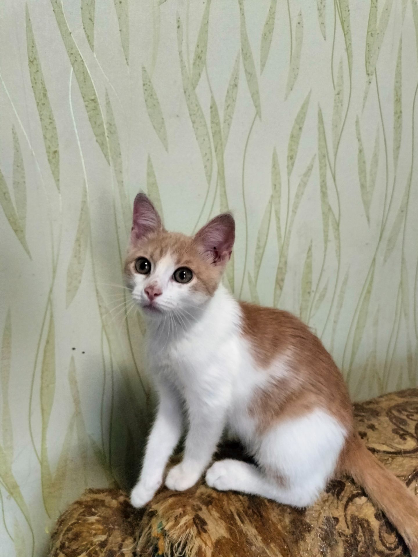 Кошенята