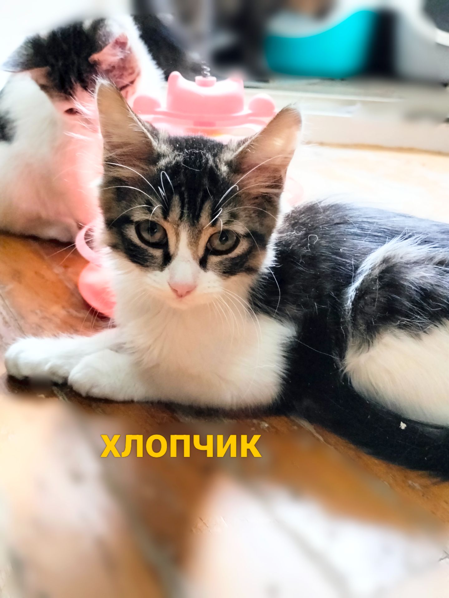 Кошеня