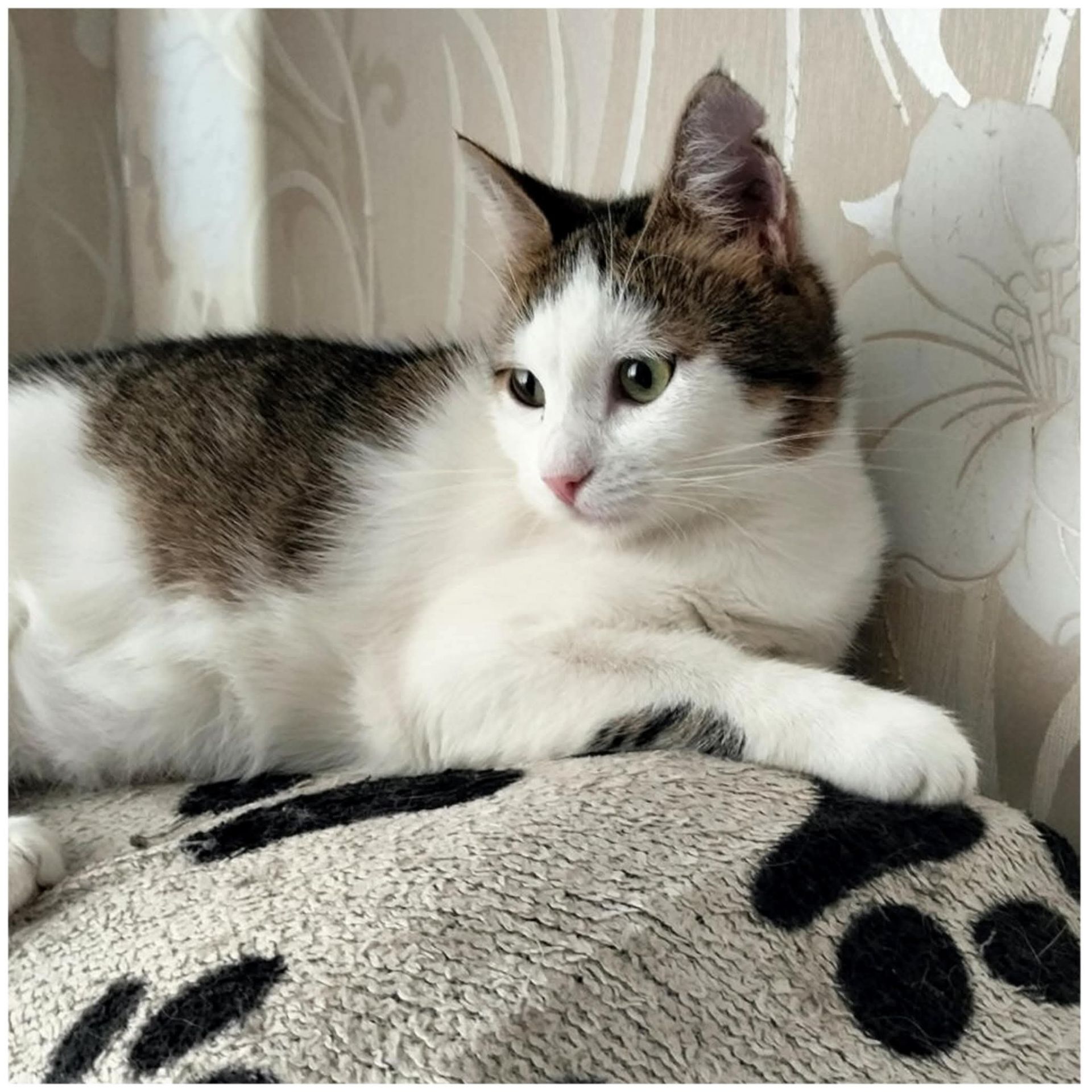 Кошеня