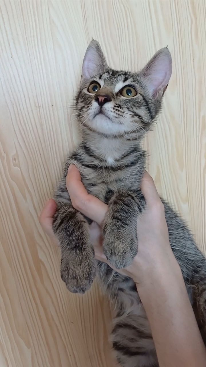 Кошеня хлопець Бакс