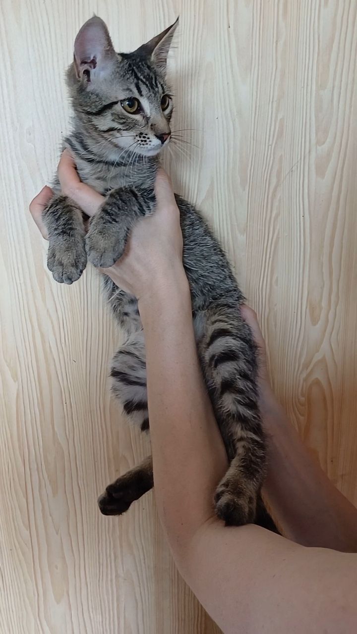 Кошеня хлопець Бакс