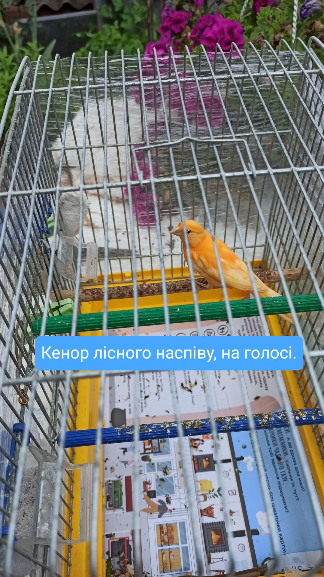 Канарка