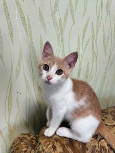 Кошенята
