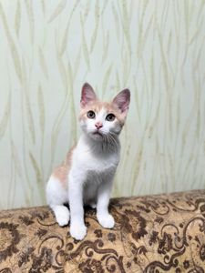 Кошенята