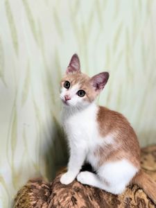 Кошенята