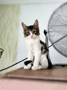 Кошеня