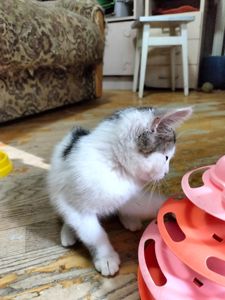 Кошенята