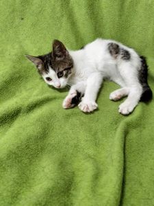 Кошенята