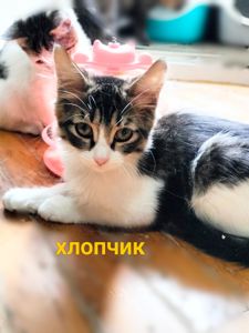 Кошеня