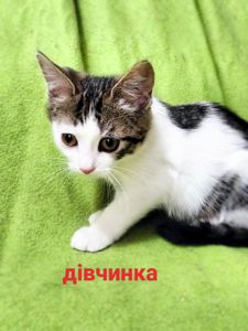 Кошенята