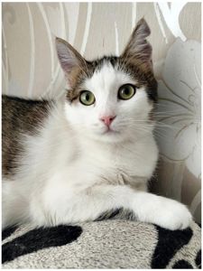 Кошеня