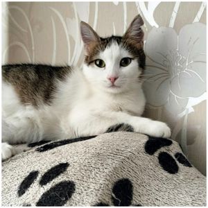 Кошеня