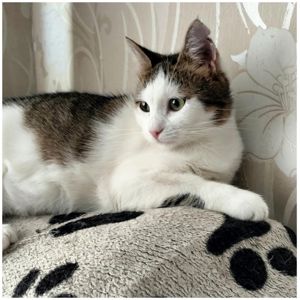 Кошеня