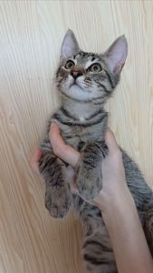 Кошеня хлопець Бакс