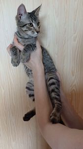 Кошеня хлопець Бакс