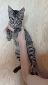 Кошеня хлопець Бакс