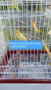 Канарка