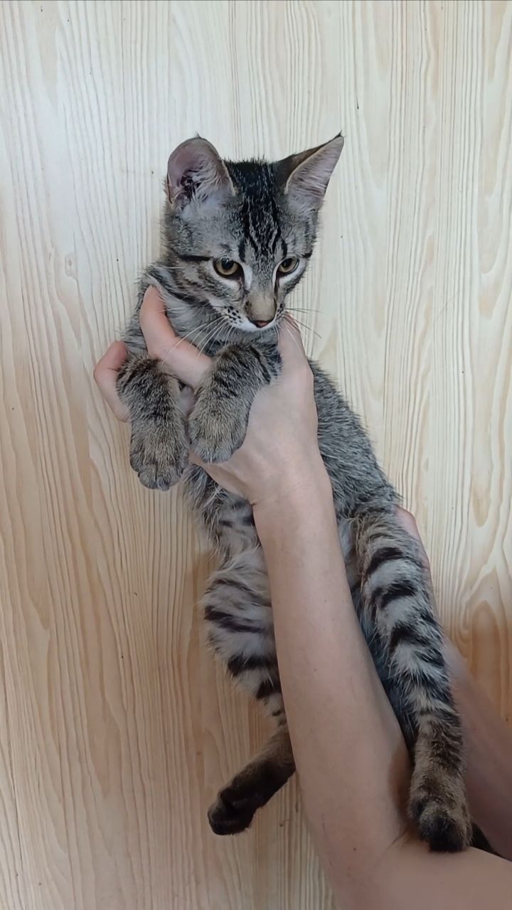 Кошеня хлопець Бакс