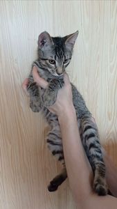 Кошеня хлопець Бакс
