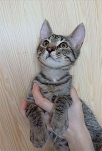 Кошеня хлопець Бакс