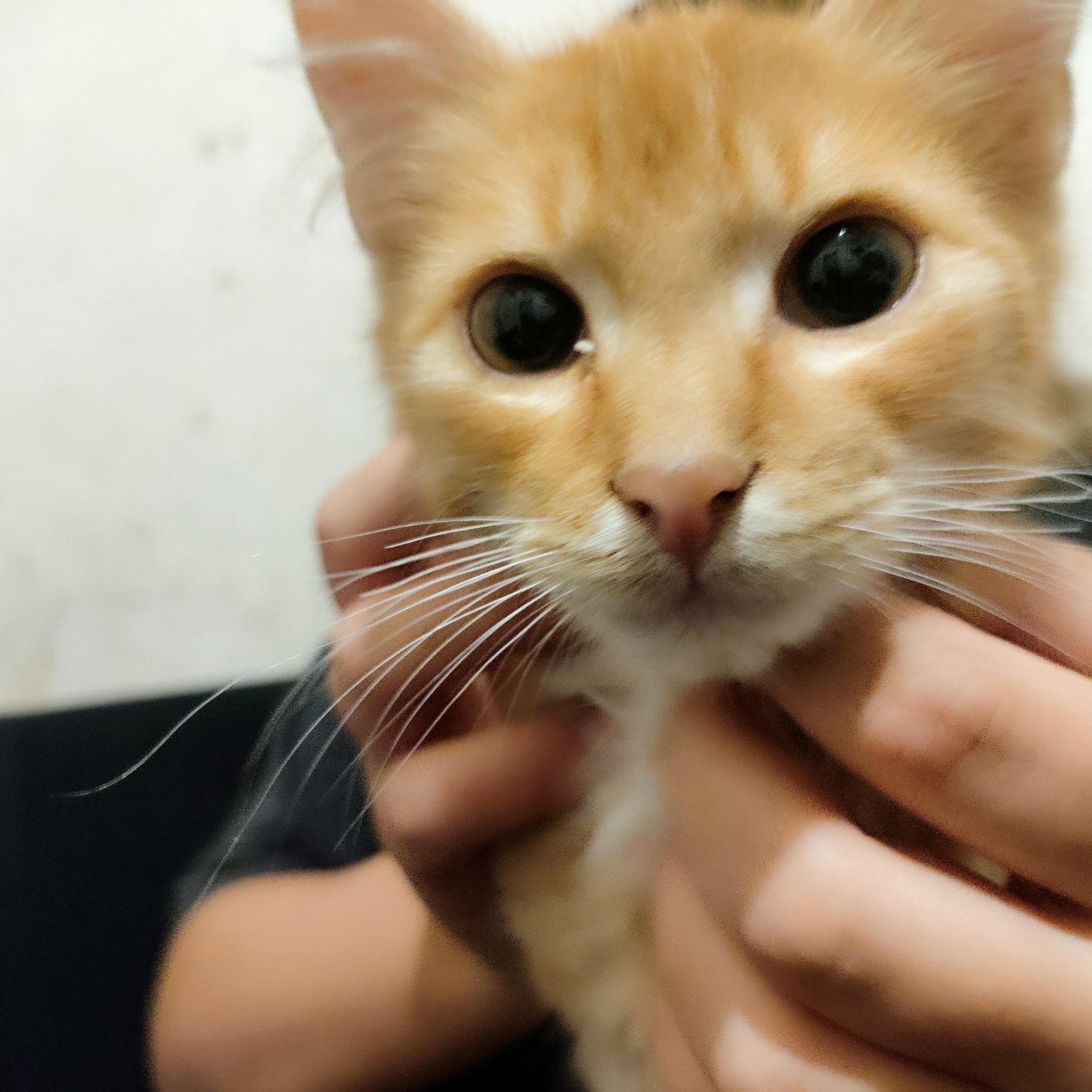 Дворовой котик