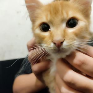 Дворовой котик