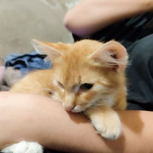 Дворовой котик