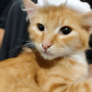 Дворовой котик