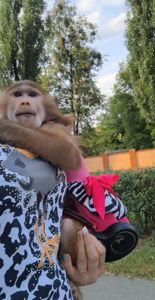 Дівчинка Макака. ГАМАДРИЛОВЫХ