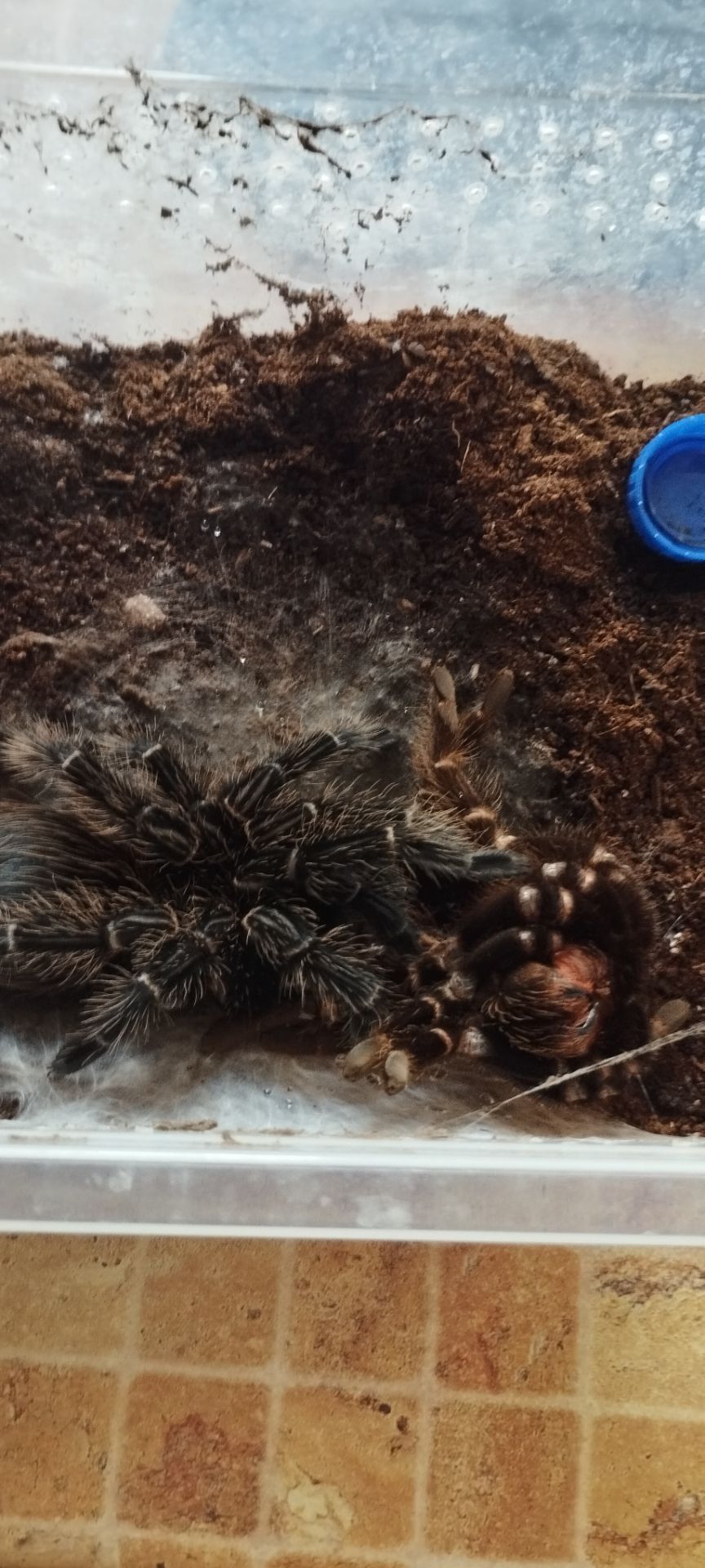 Lasiodora Parahybana