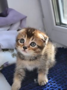 Шотландська дівчинка фолд кошеня