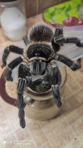 Lasiodora Parahybana