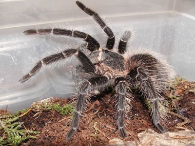 Lasiodora Parahybana
