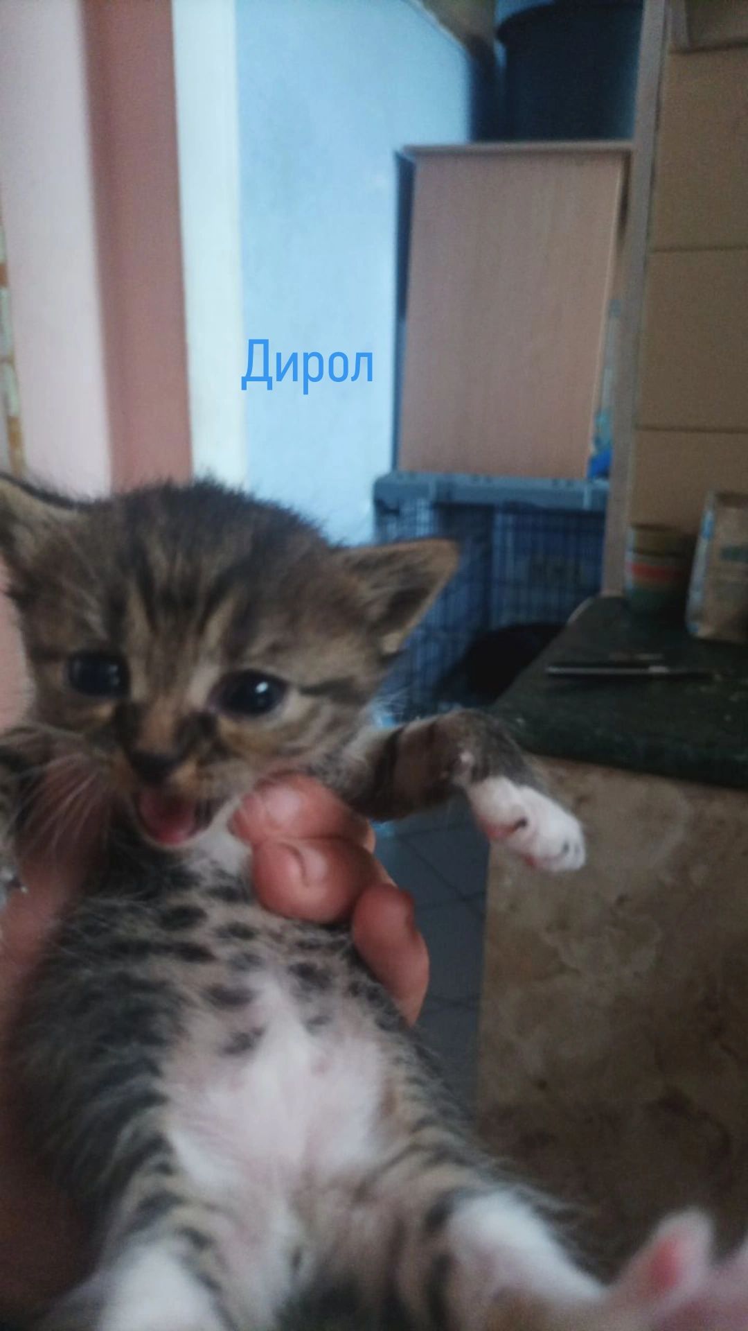 Котята в добрі руки 🐾