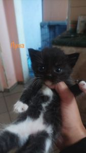 Котята в добрі руки 🐾