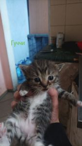 Котята в добрі руки 🐾