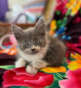 Котик