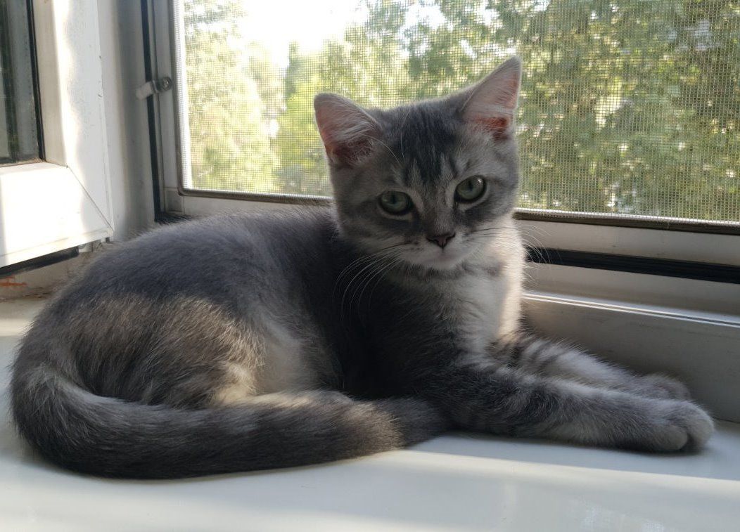 Тендітна дівчинка Scottish Straight, black silver mackerel tabby (SCS ns 23)
