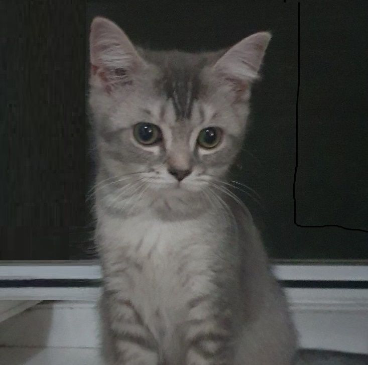 Тендітна дівчинка Scottish Straight, black silver mackerel tabby (SCS ns 23)