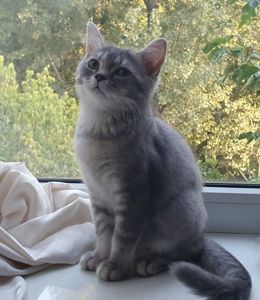 Тендітна дівчинка Scottish Straight, black silver mackerel tabby (SCS ns 23)