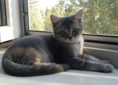 Тендітна дівчинка Scottish Straight, black silver mackerel tabby (SCS ns 23)
