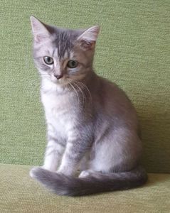 Тендітна дівчинка Scottish Straight, black silver mackerel tabby (SCS ns 23)