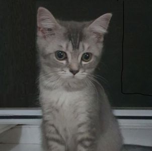 Тендітна дівчинка Scottish Straight, black silver mackerel tabby (SCS ns 23)