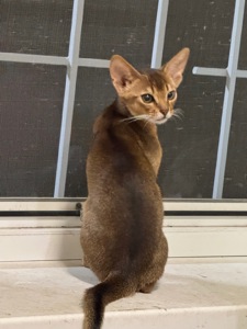 Абиссинский котенок